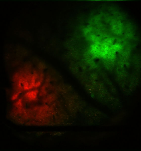 dual_neuromodulators_edited.jpg