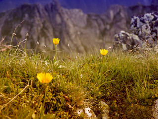 Arnica Montana - the humble mountain daisy
