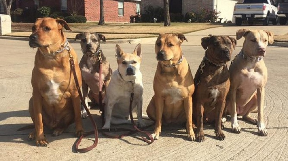 First Do No Harm by Sean O'Shea of The Good Dog