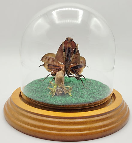 mantis-pinning-glass-dome-jax-mantis_edi