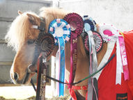 November 2025 Online Horse Showing Results | Winners & Placings