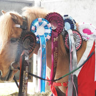November 2025 Online Horse Showing Results | Winners & Placings