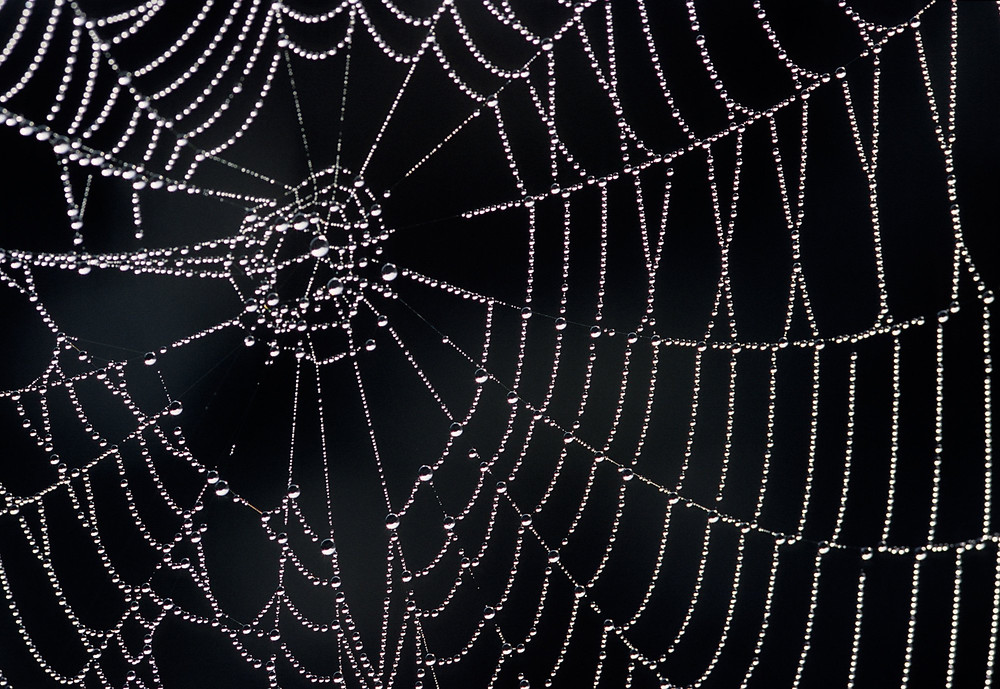 photo of spider web. photo credit to MIT