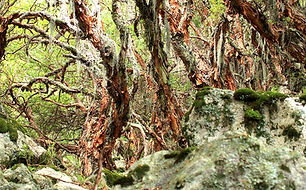 BOSQUE DE TABAQUILLOS