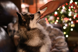 Pomsky Kiera at Christmas