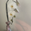 Thumbnail: Origen sereno (orquídea multiflora)