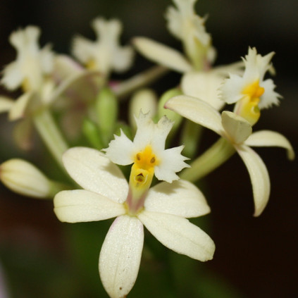 Wedding Valley Orchid