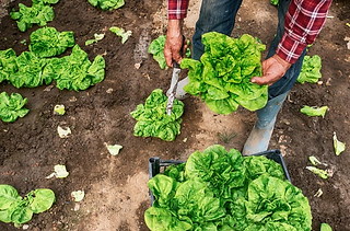 Captura de pantalla 2018-04-23 a la(s) 10.54.15 a. m..png