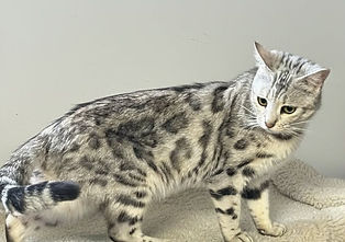 att.lu4BQKJSxCZRHggiabQilFmWCAMaA-3Jzk4e9HCPV30 3.png.JPEG