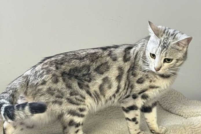 att.lu4BQKJSxCZRHggiabQilFmWCAMaA-3Jzk4e9HCPV30 3.png.JPEG