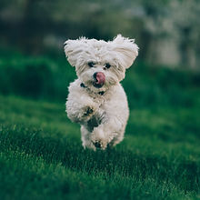 Chasing my dog, experimenting with Fuji