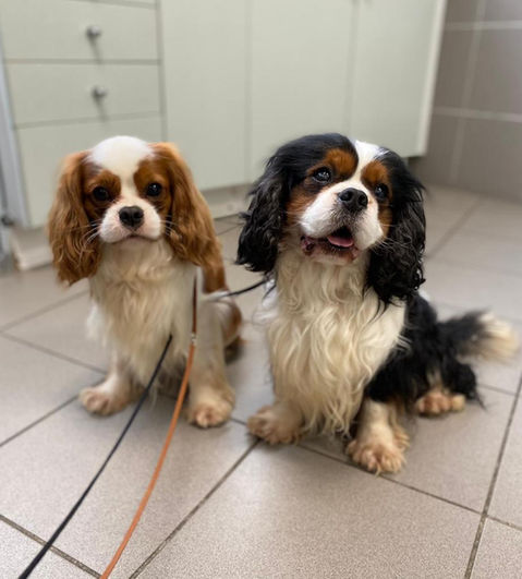 Cavalier King Charles Le Jardin d’Idylle 🐕🐈 