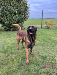 Seth Le Jardin d’Idylle 🐕🐈 - Malinois campagne 77 Provins il de France soleil calme