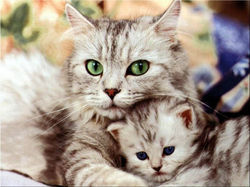 gatos lindos