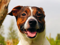 img_como_evitar_que_meu_cachorro_arranhe_as_portas_15875_orig