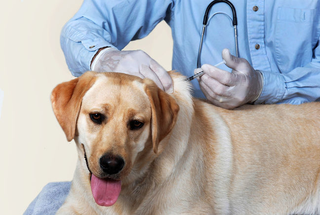 Quais vacinas devo dar para meu cão?