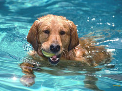 cachorro-nadando-2
