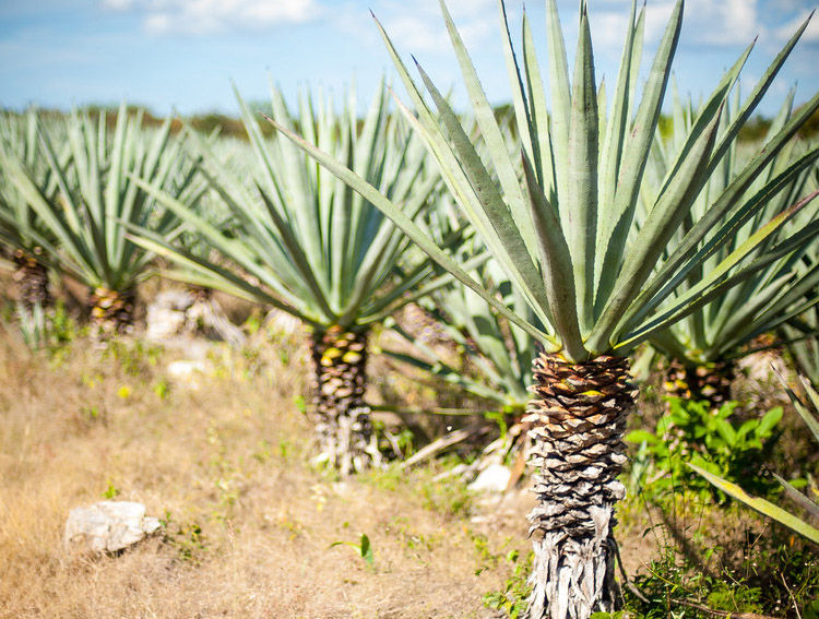 The Fascinating World of Sisal: Nature's Durable Fibre