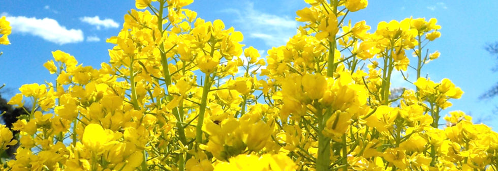 DSCN4304 (2)_edited.jpg