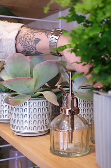 Plantes d'intérieur et d'extérieur