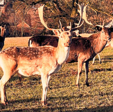 Zwei Stück Damwild stehen auf einer Wiese