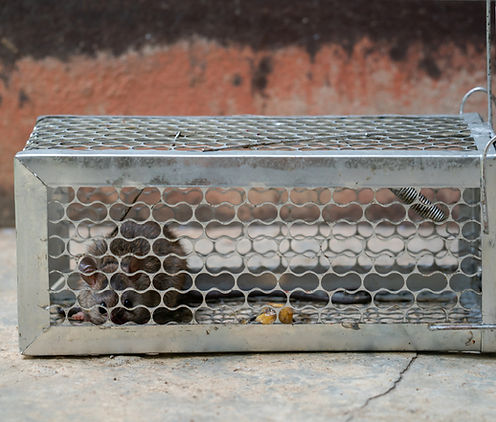 Rodent Control in Avondale AZ
