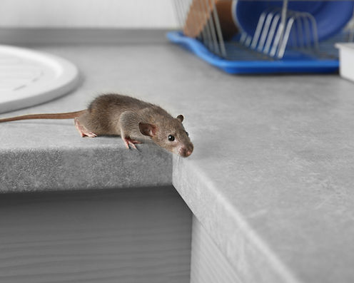 Rodent Control in Avondale AZ