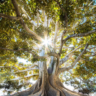 Breaking Free: The Path to Peak Performance and Life Mastery