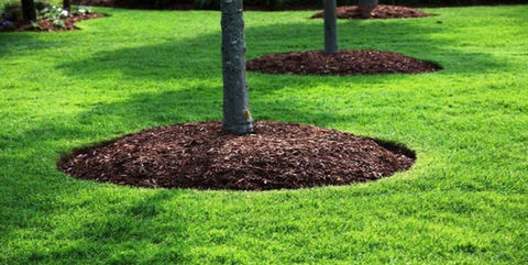 Mulching in Chevy Chase MD