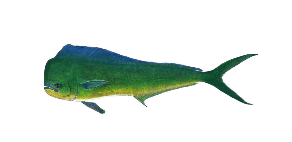 Mahi Mahi Gyotaku