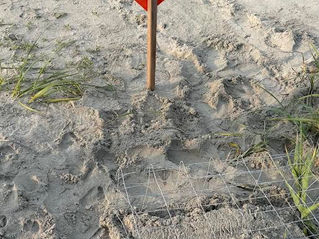 Protecting the Next Generation: How Volunteers Help Sea Turtles Thrive
