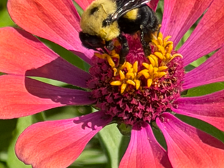 The Unsung Heroes of Our Plates and Parks: Celebrating National Pollinator Week