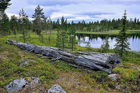 företagsstöd gällivare.jpeg