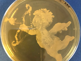 Yeast art