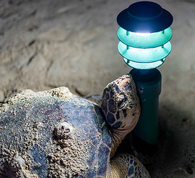 Hawksbill sea turtle disoriented by artifical beachfront light