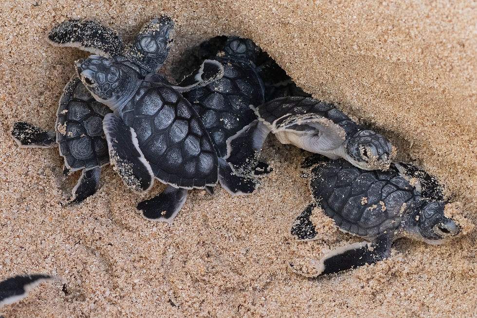 Green turtle hatchlings.