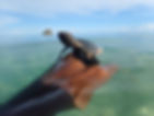 Hawksbill hatchling sitting on a man's hand in the ocean.
