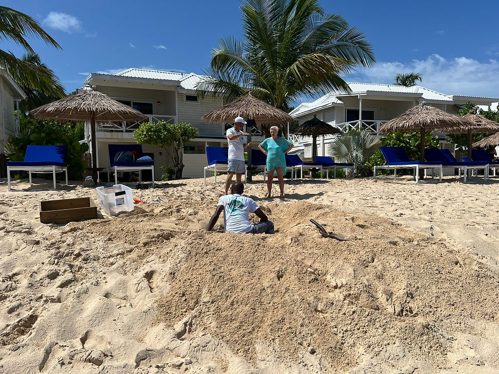 Digging up a leatherback nest to move it to safer ground.
