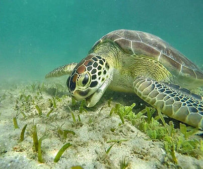 Green Sea Turtle
