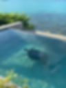 Hawksbill sea turtle swimming in a swimming pool because it is stuck.