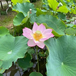 【イベント】御薬園ハスの花鑑賞・市民無料招待