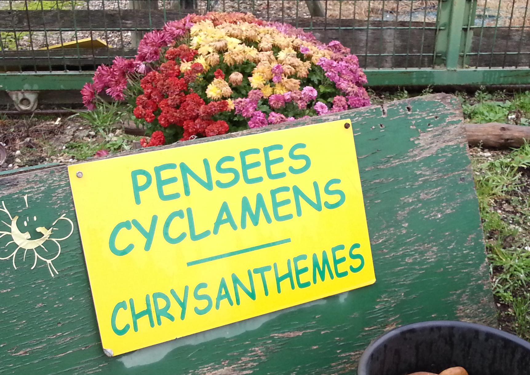 fleurs-albert-horticulture-aiguillon