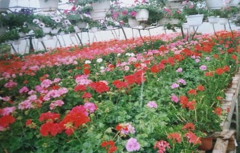 serre-florale-albert-monique-aiguillon