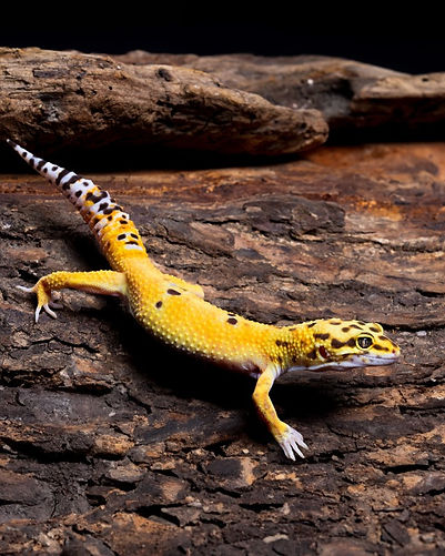 寵物攝影 守宮  爬行類攝影