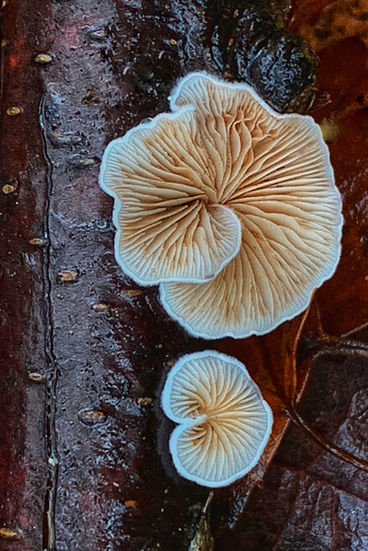 Macro Fungus.
