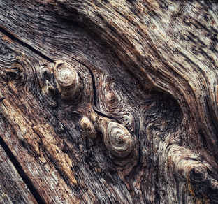 Tree bark
