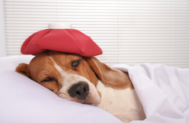 Parvovirose canina: sintomas, tratamento e recuperação