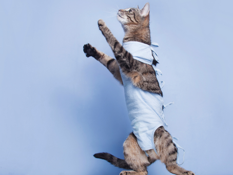 Castração de gato: importância e cuidados