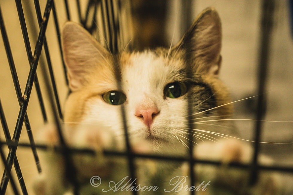 cat