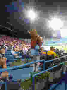 Havana's Industriales lion mascot @ Nov. 12, 2018 home game